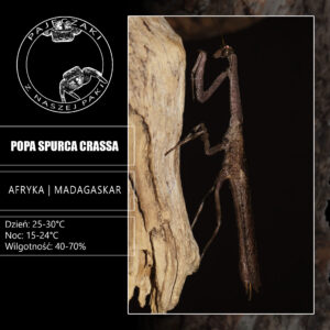 Popa spurca crassa