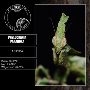 Modliszka liściogłowa - Phyllocrania paradoxa