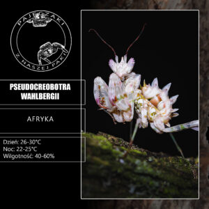 Pseudocreobotra wahlbergii