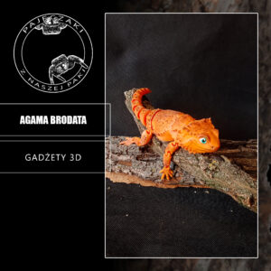 Agama brodata  - 3D