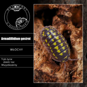 Armadillidium gestroi