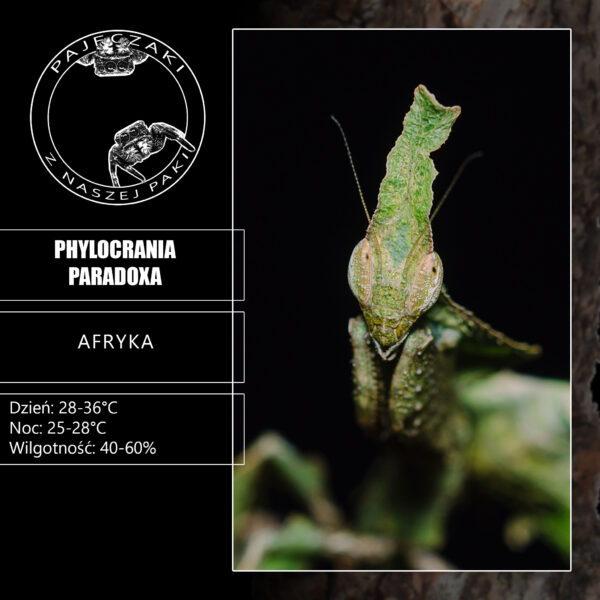 Modliszka liściogłowa - Phyllocrania paradoxa