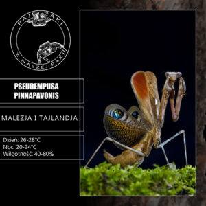 Pseudempusa pinnapavonis (Modliszka pawia)