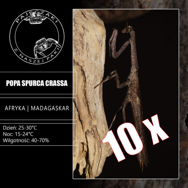 10 x Popa Spurca Crassa (L3/L4)