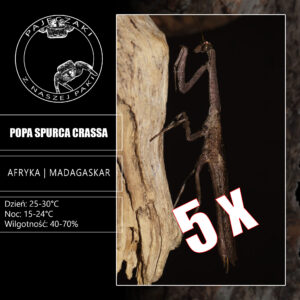 5 x Popa Spurca Crassa (L3/L4)