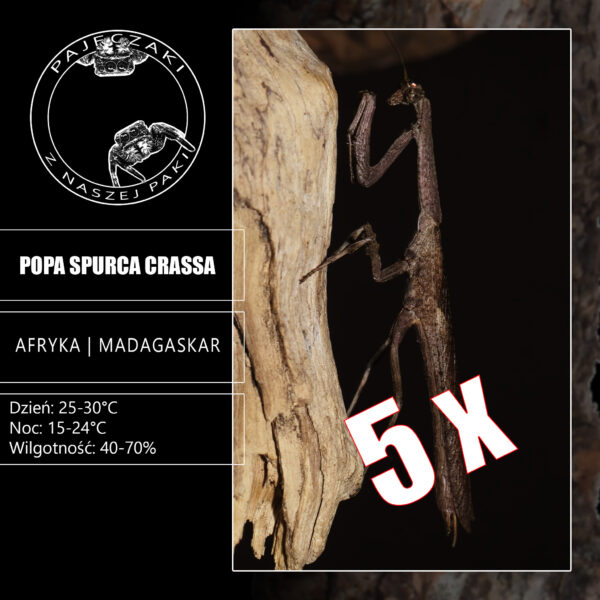 5 x Popa Spurca Crassa (L3/L4)