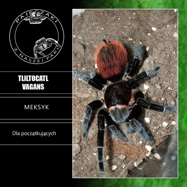 Tliltocatl vagans
